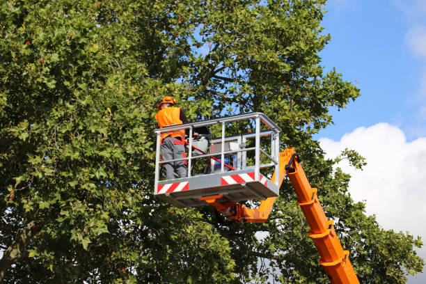 Best Stump Grinding and Removal  in Kingston, RI