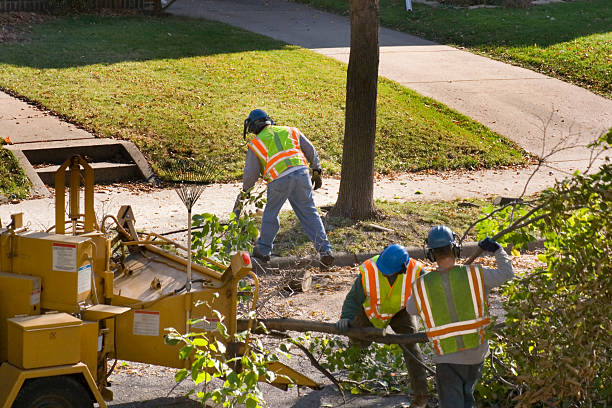 Best Hazardous Tree Removal  in Kingston, RI